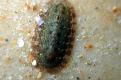 Ischnochiton thomasi
