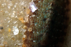 Ischnochiton thomasi