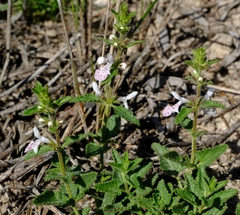 Stachys bolusii