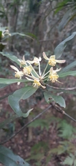Tasmannia insipida