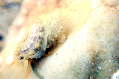 Amblychilepas nigrita