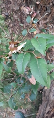 Nothofagus moorei