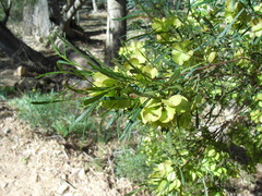 Dodonaea viscosa angustissima