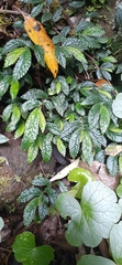Elatostema stipitatum