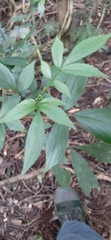 Sambucus australasica