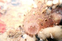 Ascidia