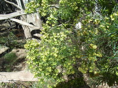 Dodonaea viscosa angustissima