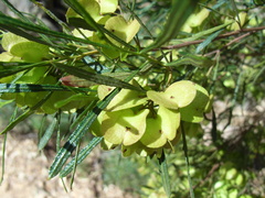 Dodonaea viscosa angustissima