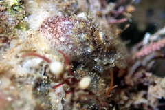 Amblychilepas nigrita