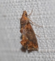 Plusiodonta arctipennis