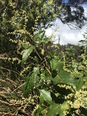 Trymalium odoratissimum