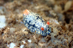 Hypselodoris saintvincentius