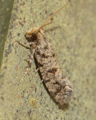 Amydria margoriella
