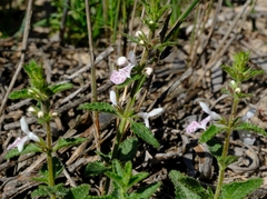Stachys bolusii