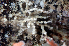 Cryptopolyzoon wilsoni