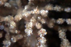 Cryptopolyzoon wilsoni