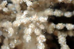 Cryptopolyzoon wilsoni