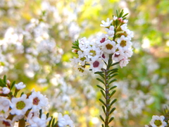 Thryptomene ericaea