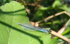 Erythromma viridulum