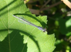 Erythromma viridulum