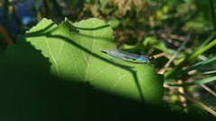 Erythromma viridulum