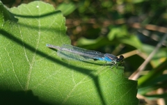 Erythromma viridulum