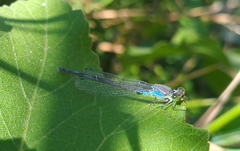 Erythromma viridulum