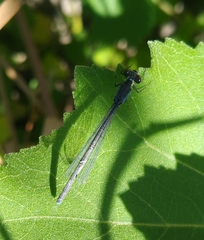 Erythromma viridulum