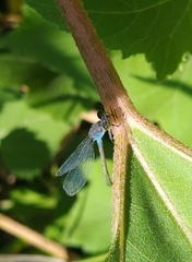 Erythromma viridulum