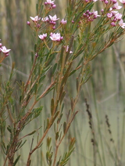 Boronia denticulata