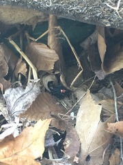Latrodectus mactans