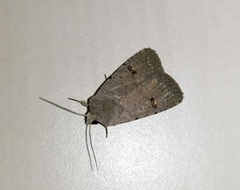 Caradrina kadenii