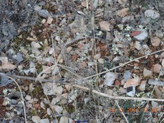 Teucrium pseudochamaepitys