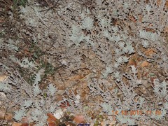 Teucrium gnaphalodes