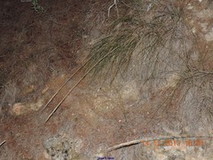 Macrochloa tenacissima