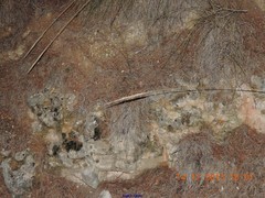 Macrochloa tenacissima