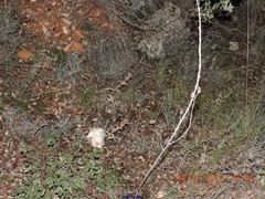 Leuzea conifera