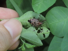 Eocanthecona concinna