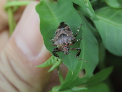 Eocanthecona concinna