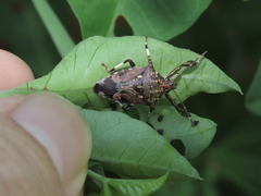 Eocanthecona concinna