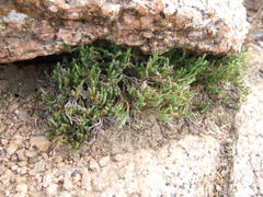 Selaginella corallina