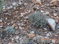 Teucrium gnaphalodes