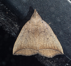 Simplicia armatalis