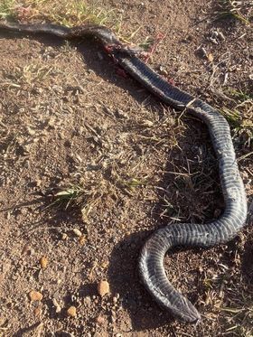 Blue-bellied Black Snake sighting