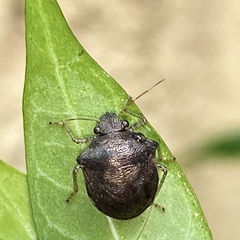 Eysarcoris guttigerus