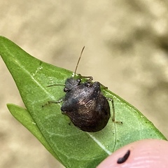 Eysarcoris guttigerus