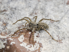 Pardosa nebulosa