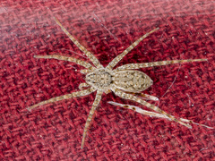 Pardosa nebulosa