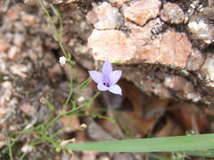 Campanula reverchonii
