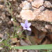 Texas Bluebell - Photo (c) Kenneth Bader, some rights reserved (CC BY-NC), uploaded by Kenneth Bader